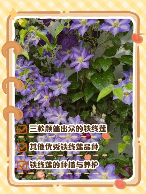 铁线莲常见品种?铁线莲常见品种有哪些?-第3张图片-优品飞百科 铁线莲常见品种?铁线莲常见品种有哪些?-第3张图片-优品飞百科