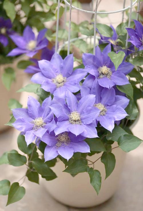 铁线莲常见品种?铁线莲常见品种有哪些?-第4张图片-优品飞百科 铁线莲常见品种?铁线莲常见品种有哪些?-第4张图片-优品飞百科