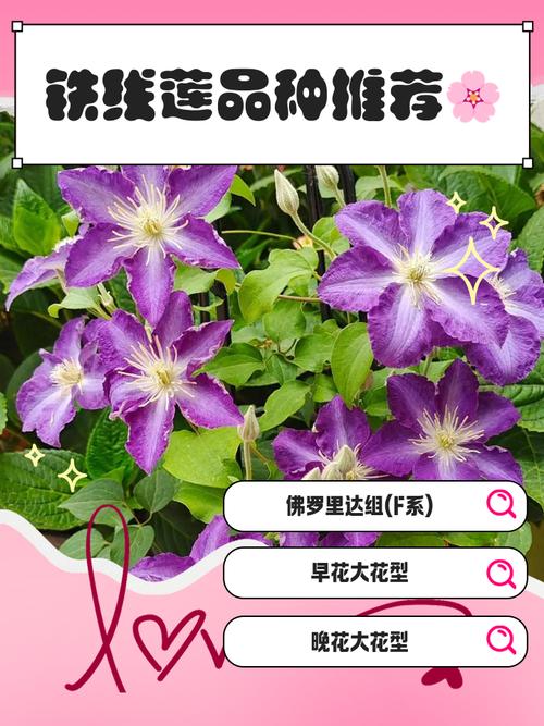 铁线莲常见品种?铁线莲常见品种有哪些?-第5张图片-优品飞百科 铁线莲常见品种?铁线莲常见品种有哪些?-第5张图片-优品飞百科