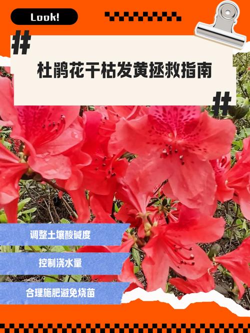 杜鹃花的花骨朵枯萎，杜鹃花夏季为什么枯萎，杜鹃花为什么枯萎了
