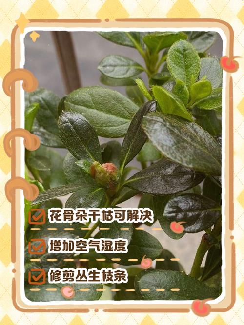 杜鹃花的花骨朵枯萎，杜鹃花夏季为什么枯萎，杜鹃花为什么枯萎了-第3张图片-优品飞百科