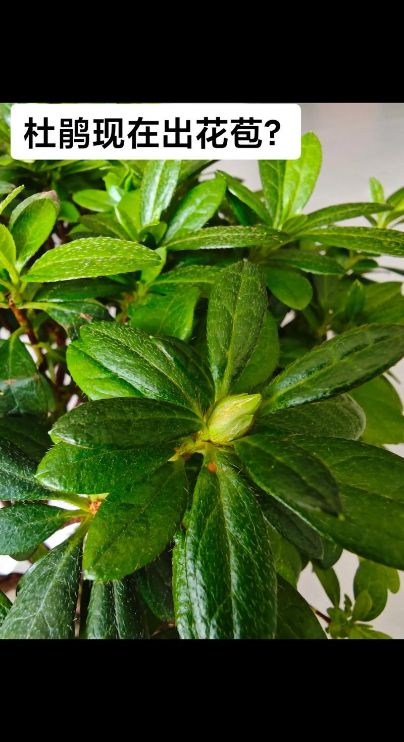 杜鹃花的花骨朵枯萎，杜鹃花夏季为什么枯萎，杜鹃花为什么枯萎了-第4张图片-优品飞百科