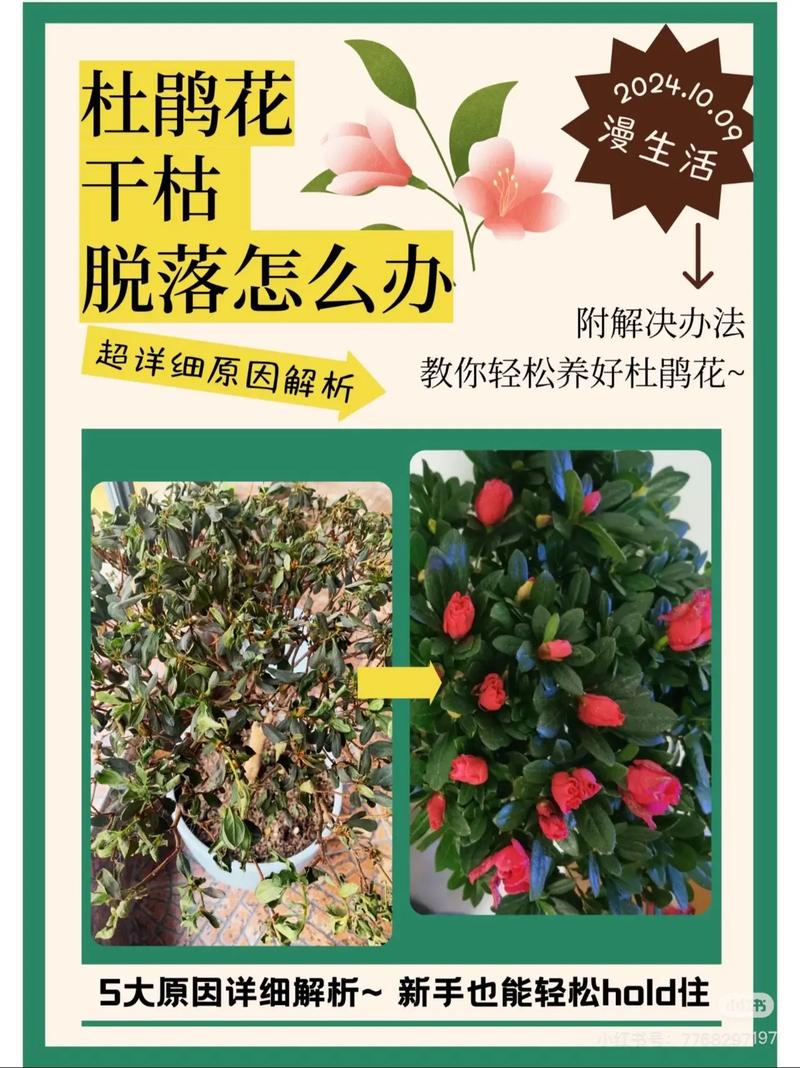 杜鹃花的花骨朵枯萎，杜鹃花夏季为什么枯萎，杜鹃花为什么枯萎了-第5张图片-优品飞百科
