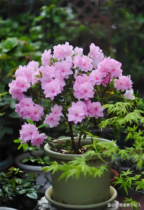 杜鹃花的花骨朵枯萎，杜鹃花夏季为什么枯萎，杜鹃花为什么枯萎了-第6张图片-优品飞百科