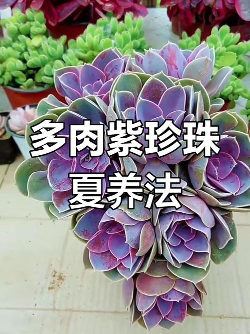 多肉植物紫珍珠和初恋怎么区别？多肉紫珍珠是什么颜色？-第1张图片-优品飞百科