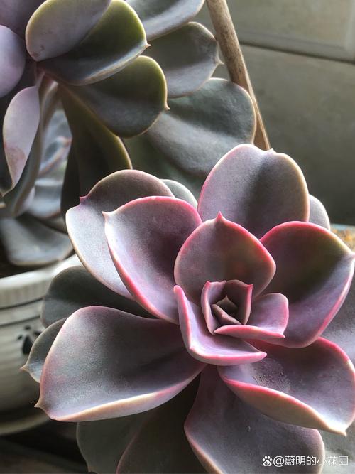 多肉植物紫珍珠和初恋怎么区别？多肉紫珍珠是什么颜色？-第2张图片-优品飞百科