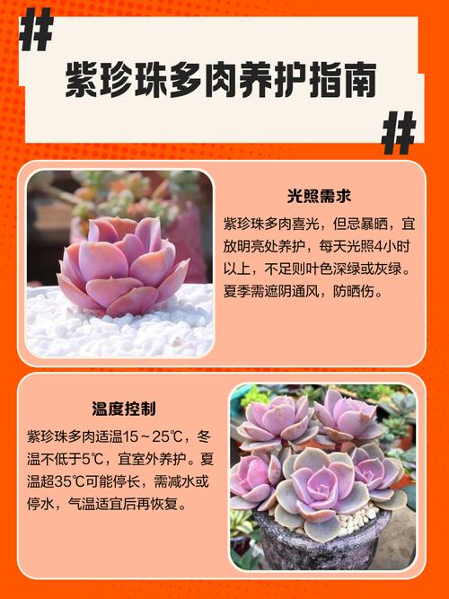 多肉植物紫珍珠和初恋怎么区别？多肉紫珍珠是什么颜色？-第3张图片-优品飞百科