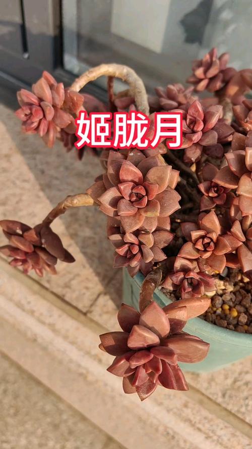 多肉植物紫珍珠和初恋怎么区别？多肉紫珍珠是什么颜色？-第4张图片-优品飞百科