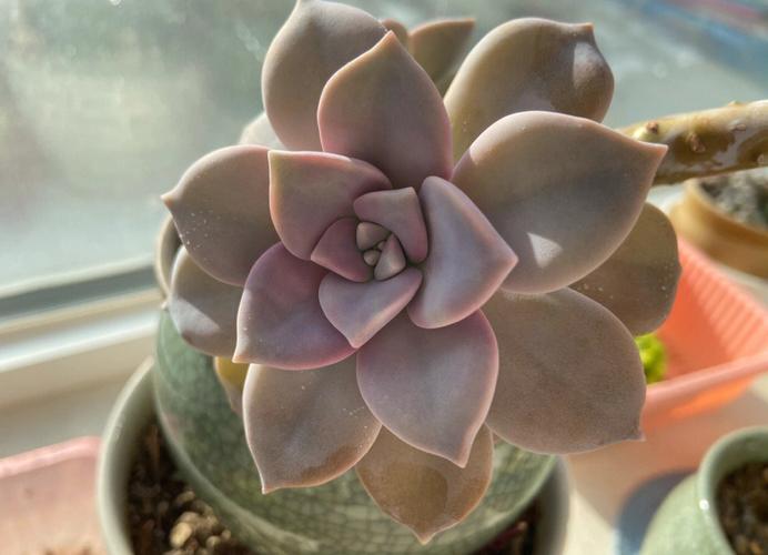 多肉植物紫珍珠和初恋怎么区别？多肉紫珍珠是什么颜色？-第5张图片-优品飞百科