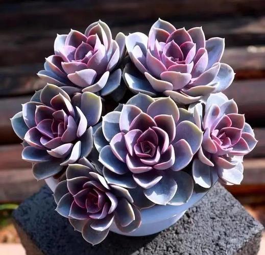 多肉植物紫珍珠和初恋怎么区别？多肉紫珍珠是什么颜色？-第6张图片-优品飞百科