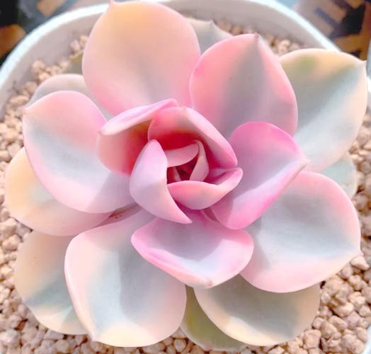 多肉植物紫珍珠和初恋怎么区别？多肉紫珍珠是什么颜色？-第7张图片-优品飞百科