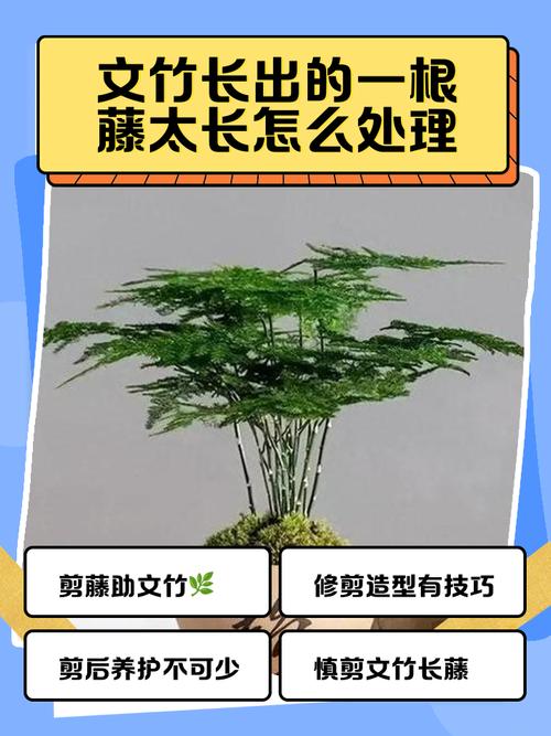 文竹烂根怎么救，文竹烂根后多久长新根