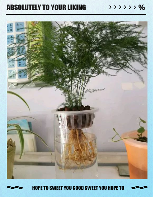 文竹烂根怎么救，文竹烂根后多久长新根-第2张图片-优品飞百科