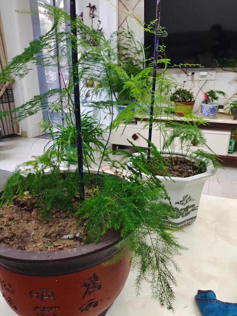 文竹烂根怎么救，文竹烂根后多久长新根-第3张图片-优品飞百科