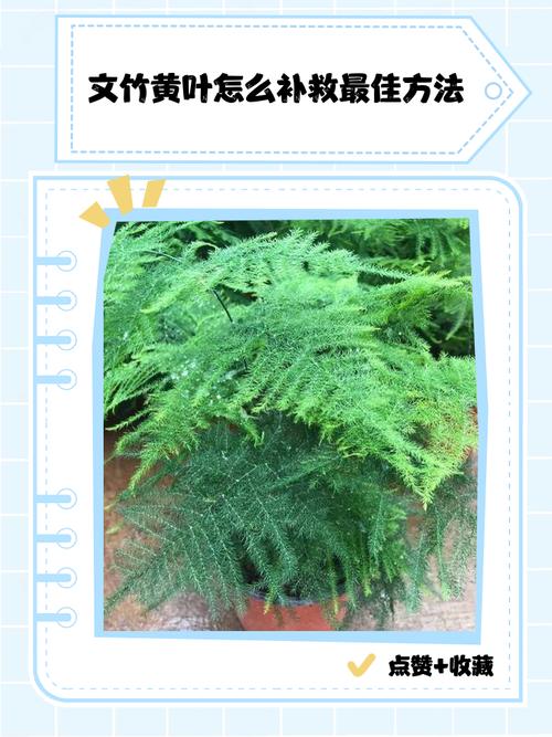 文竹烂根怎么救，文竹烂根后多久长新根-第4张图片-优品飞百科