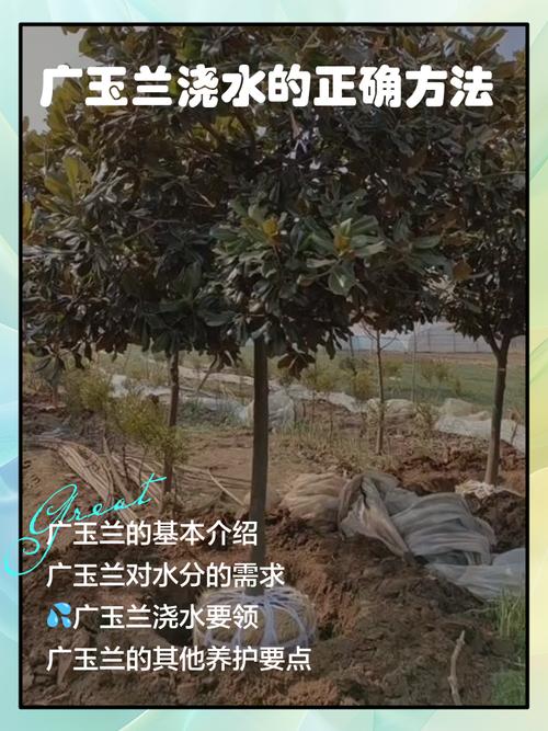 广玉兰树的种植方法？广玉兰树种植方法和注意事项？