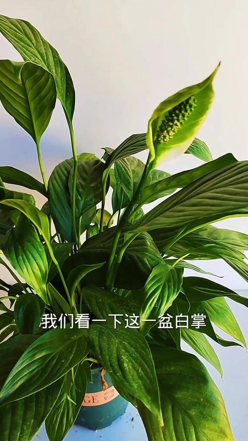 白掌的叶子有白色印记的原因，白掌叶子有白斑怎么办？