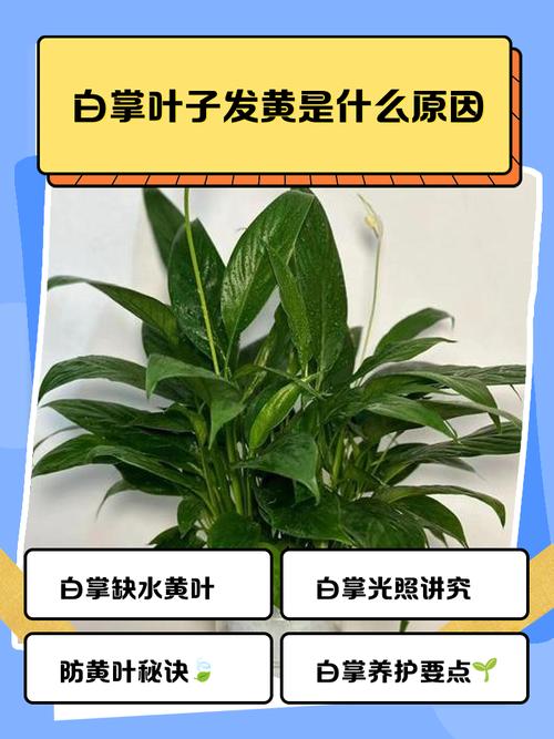 白掌的叶子有白色印记的原因，白掌叶子有白斑怎么办？-第2张图片-优品飞百科