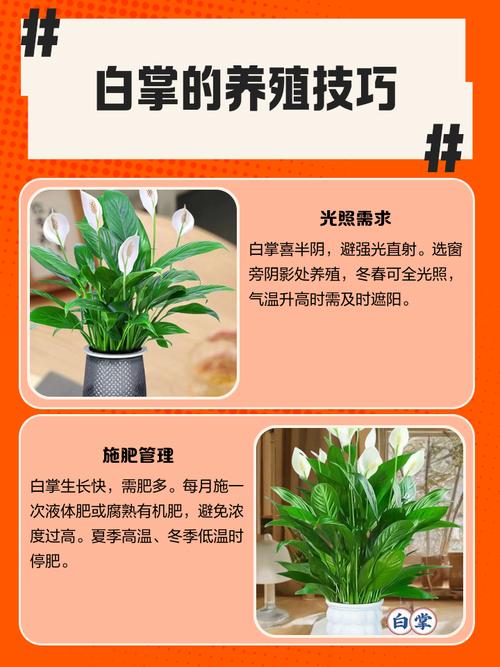 白掌的叶子有白色印记的原因，白掌叶子有白斑怎么办？-第3张图片-优品飞百科