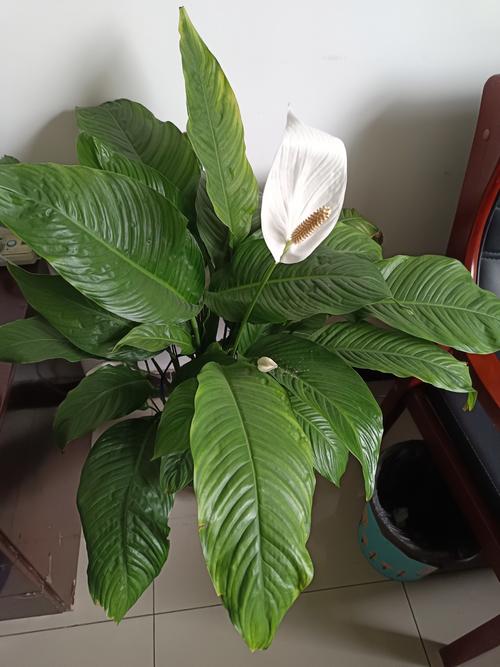 白掌的叶子有白色印记的原因，白掌叶子有白斑怎么办？-第4张图片-优品飞百科