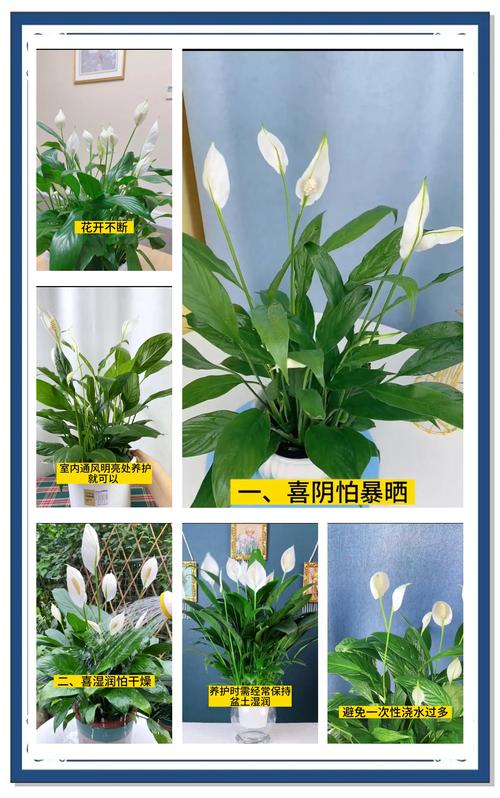 白掌的叶子有白色印记的原因，白掌叶子有白斑怎么办？-第5张图片-优品飞百科