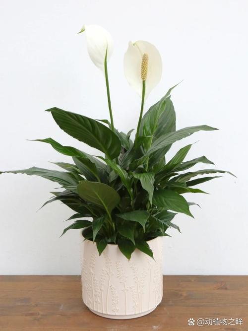 白掌的叶子有白色印记的原因，白掌叶子有白斑怎么办？-第6张图片-优品飞百科