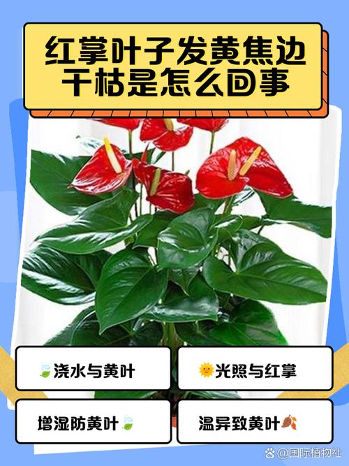 白掌的叶子有白色印记的原因，白掌叶子有白斑怎么办？-第7张图片-优品飞百科