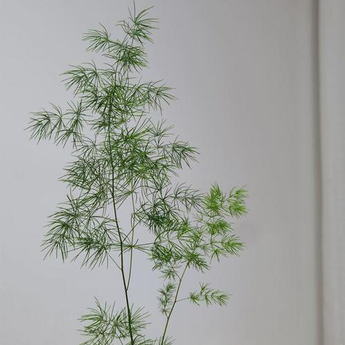 蓬莱松的风水作用及意义？蓬莱松风水摆放位置？