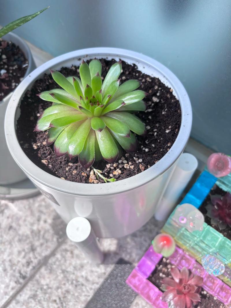 多肉上盆后多久晒太阳？多肉上盆后多久浇水？