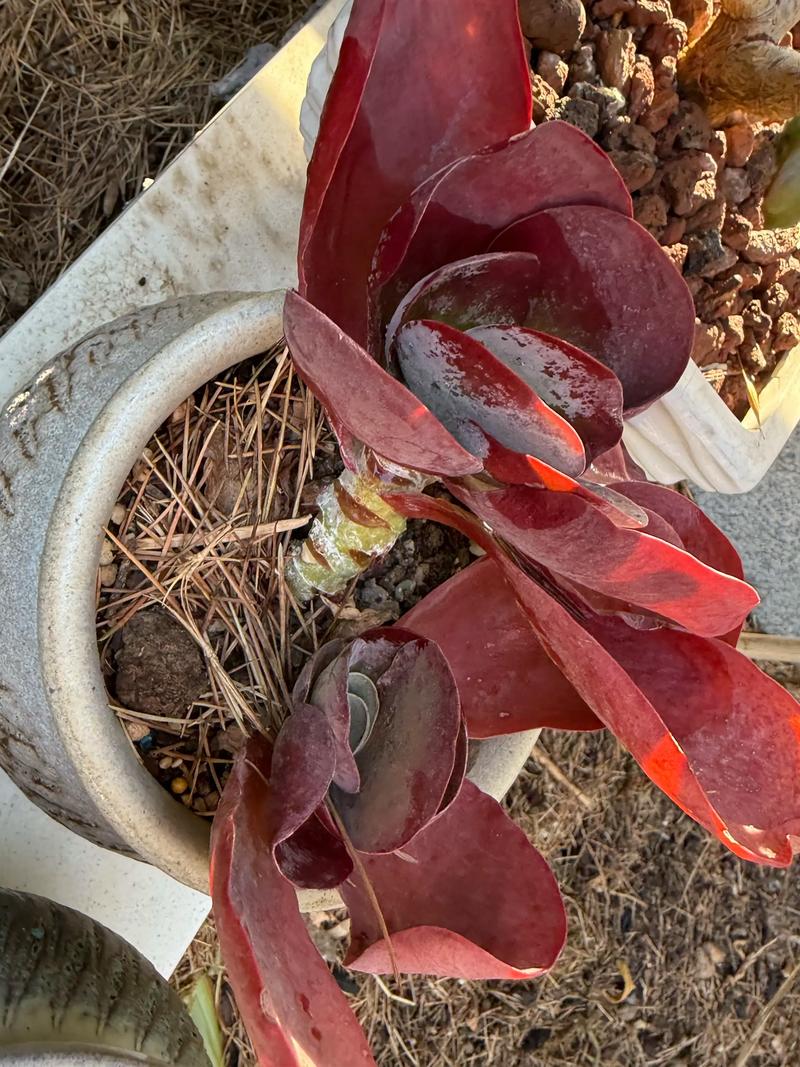 多肉上盆后多久晒太阳?多肉上盆后多久浇水?-第2张图片-优品飞百科 多肉上盆后多久晒太阳?多肉上盆后多久浇水?-第2张图片-优品飞百科