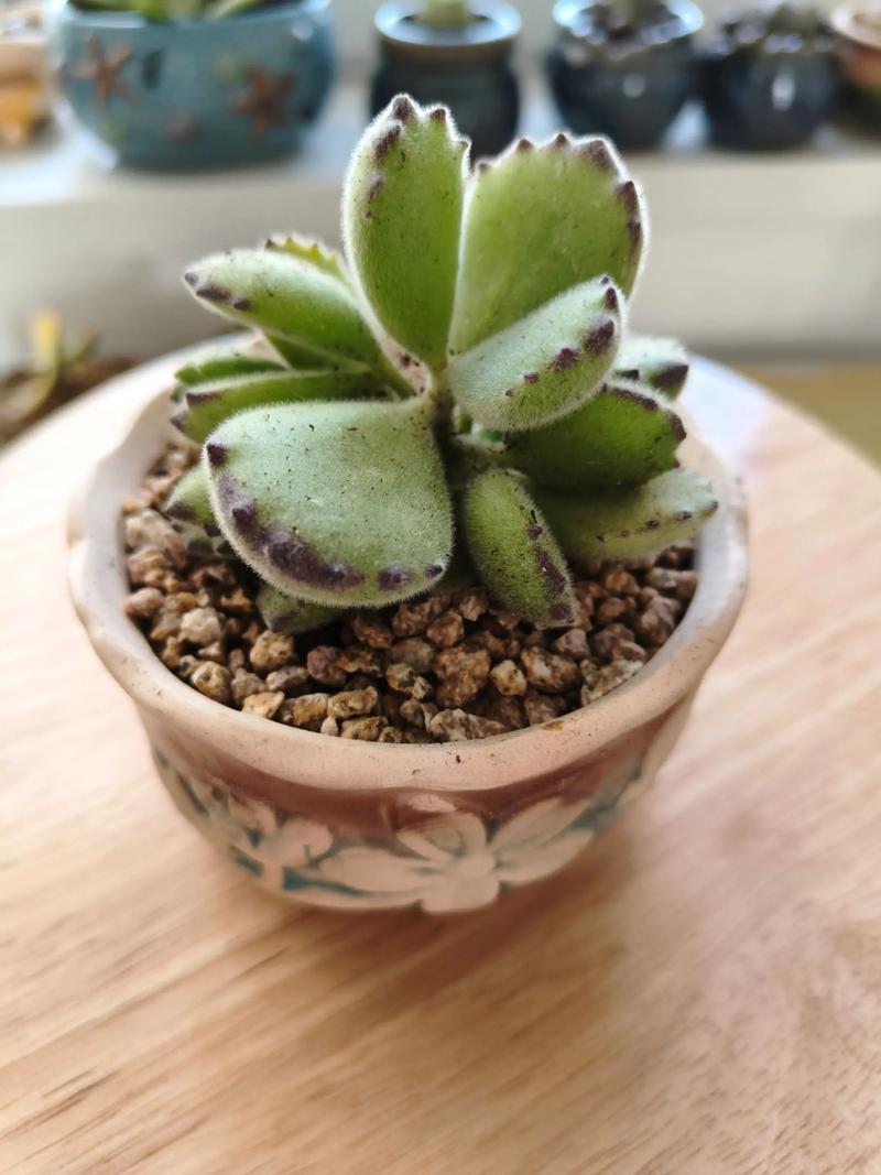 多肉上盆后多久晒太阳?多肉上盆后多久浇水?-第4张图片-优品飞百科 多肉上盆后多久晒太阳?多肉上盆后多久浇水?-第4张图片-优品飞百科