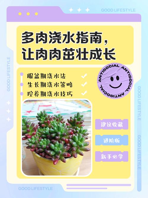 多肉上盆后多久晒太阳?多肉上盆后多久浇水?-第5张图片-优品飞百科 多肉上盆后多久晒太阳?多肉上盆后多久浇水?-第5张图片-优品飞百科