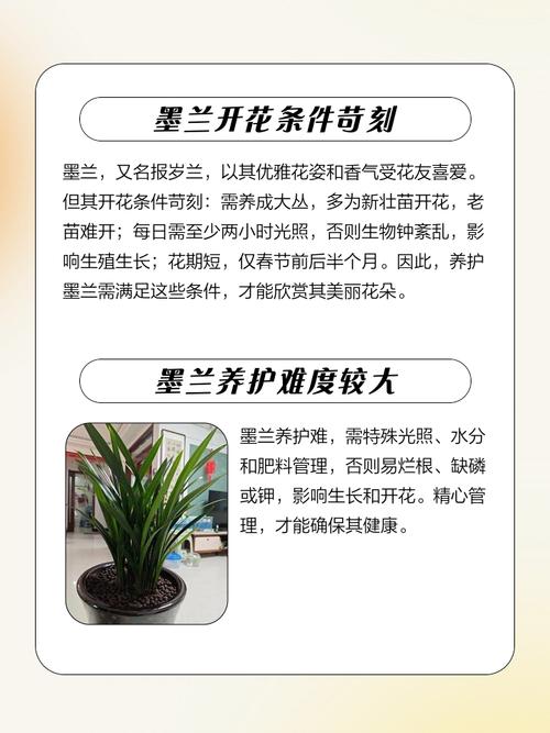 兰花3年不开花？兰花3年不开花怎么办？