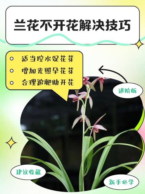 兰花3年不开花？兰花3年不开花怎么办？-第2张图片-优品飞百科