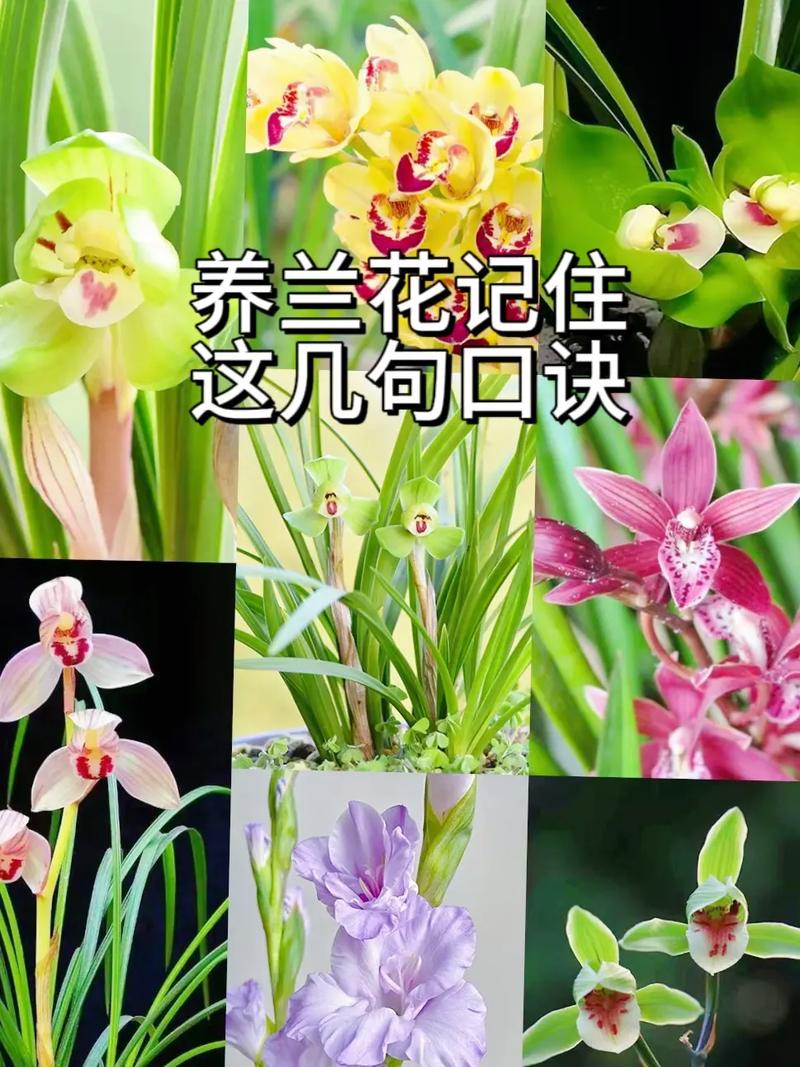 兰花3年不开花？兰花3年不开花怎么办？-第3张图片-优品飞百科