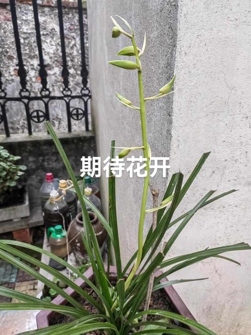 兰花3年不开花？兰花3年不开花怎么办？-第4张图片-优品飞百科