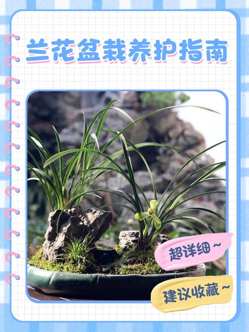 兰花3年不开花？兰花3年不开花怎么办？-第5张图片-优品飞百科