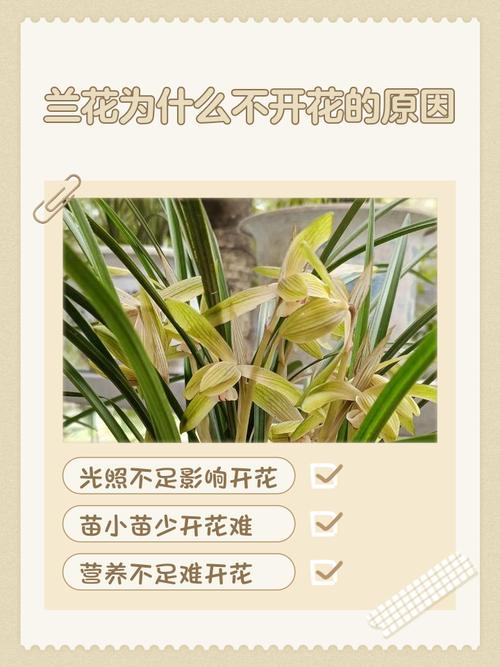 兰花3年不开花？兰花3年不开花怎么办？-第6张图片-优品飞百科