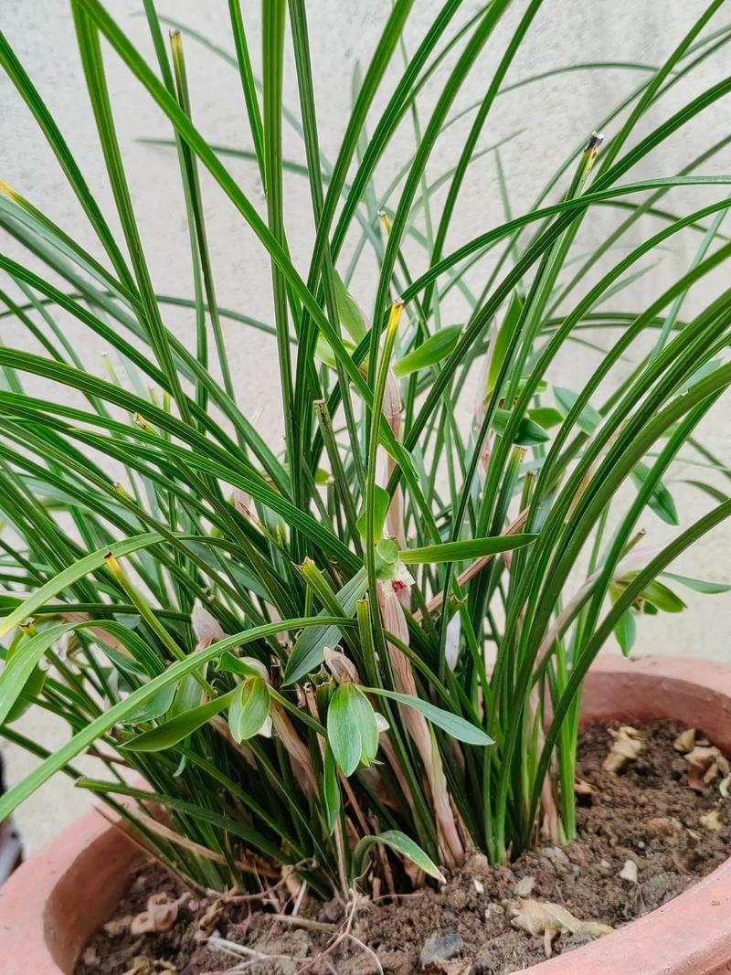 兰花3年不开花？兰花3年不开花怎么办？-第7张图片-优品飞百科