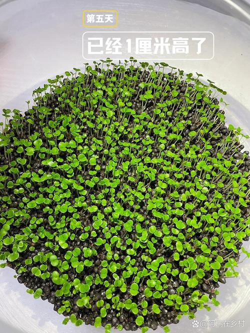 水草种子几天发芽（种植方法图解），发芽几天可以加水，水草种几天才发芽？-第2张图片-优品飞百科
