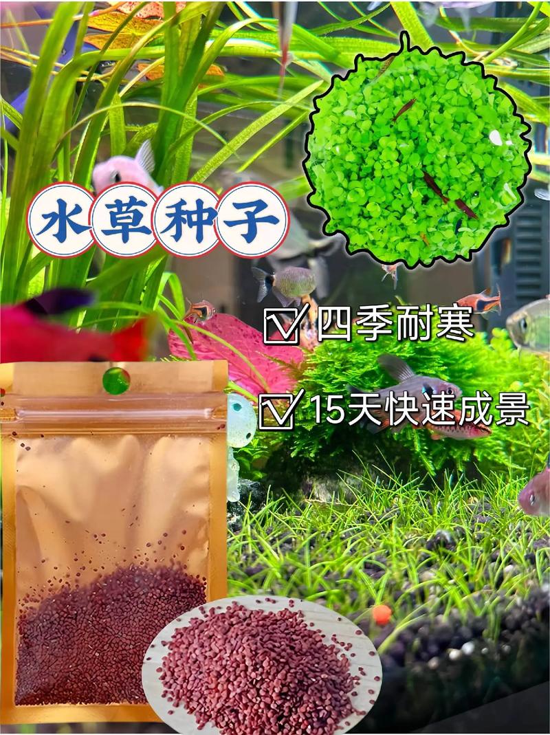 水草种子几天发芽（种植方法图解），发芽几天可以加水，水草种几天才发芽？-第3张图片-优品飞百科