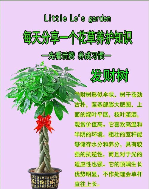发财树的养殖方法和注意事项，鸭掌发财树的养殖方法和注意事项？