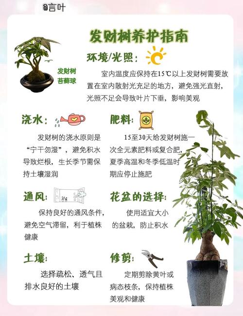 发财树的养殖方法和注意事项,鸭掌发财树的养殖方法和注意事项?-第2张图片-优品飞百科 发财树的养殖方法和注意事项,鸭掌发财树的养殖方法和注意事项?-第2张图片-优品飞百科