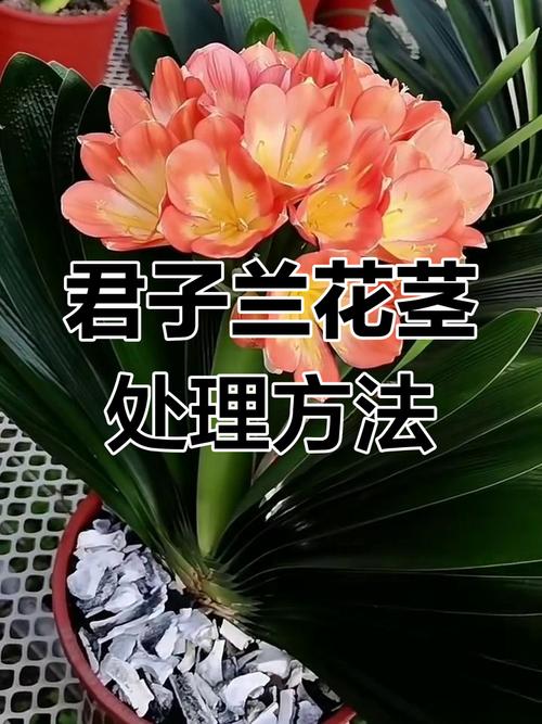君子兰怎么养才能开花，君子兰怎么养才能开花不断