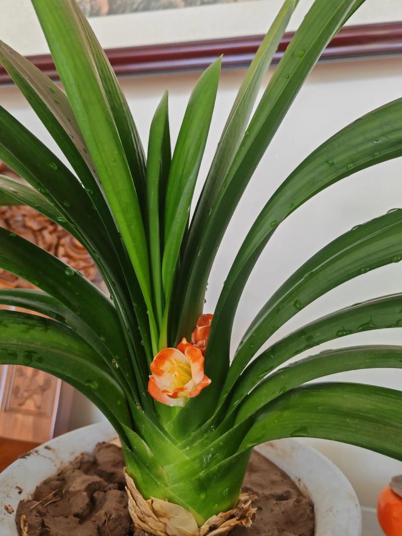 君子兰怎么养才能开花，君子兰怎么养才能开花不断-第2张图片-优品飞百科