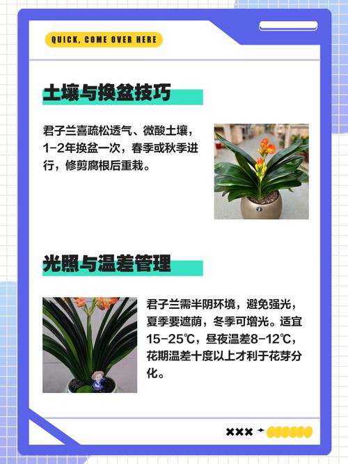 君子兰怎么养才能开花，君子兰怎么养才能开花不断-第5张图片-优品飞百科