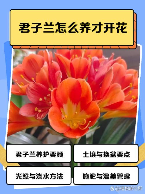 君子兰怎么养才能开花，君子兰怎么养才能开花不断-第7张图片-优品飞百科