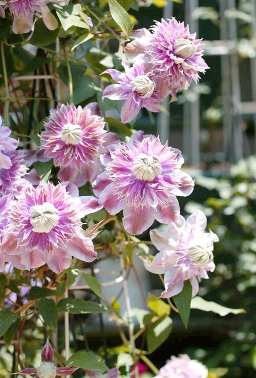 铁线莲耐寒吗，铁线莲耐寒区是怎样划分的-第1张图片-优品飞百科