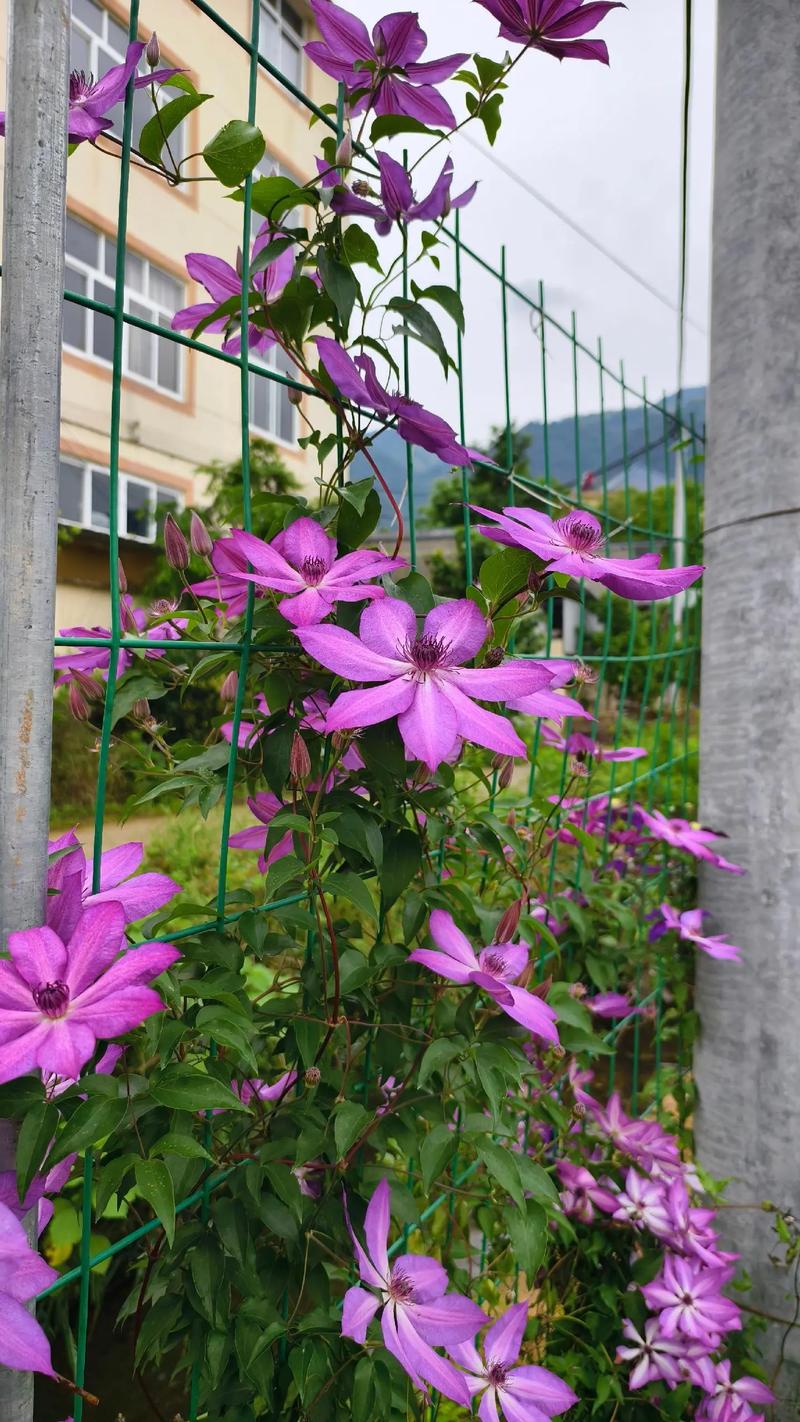 铁线莲耐寒吗，铁线莲耐寒区是怎样划分的-第2张图片-优品飞百科