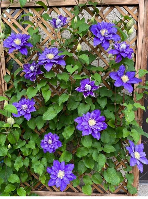 铁线莲耐寒吗，铁线莲耐寒区是怎样划分的-第3张图片-优品飞百科